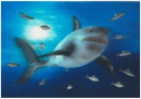 Postcards 3D Great White Shark