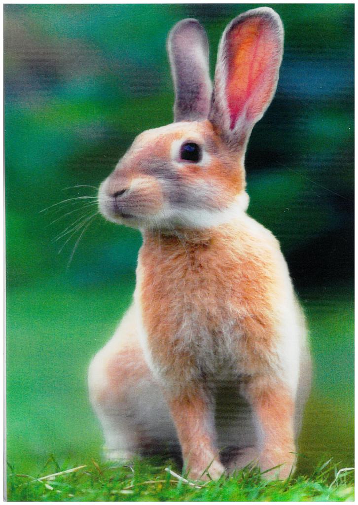 Postcards 3D Rabbit