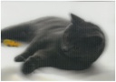 Postcards 3D Cat and Mouse