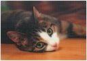 Postcards 3D Cat-mbm