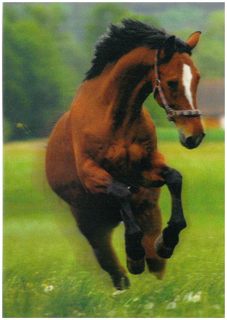 Postcards 3D Frisky Horse