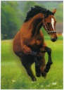 Postcards 3D Frisky Horse
