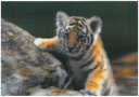 Postcards 3D Siberian Tiger