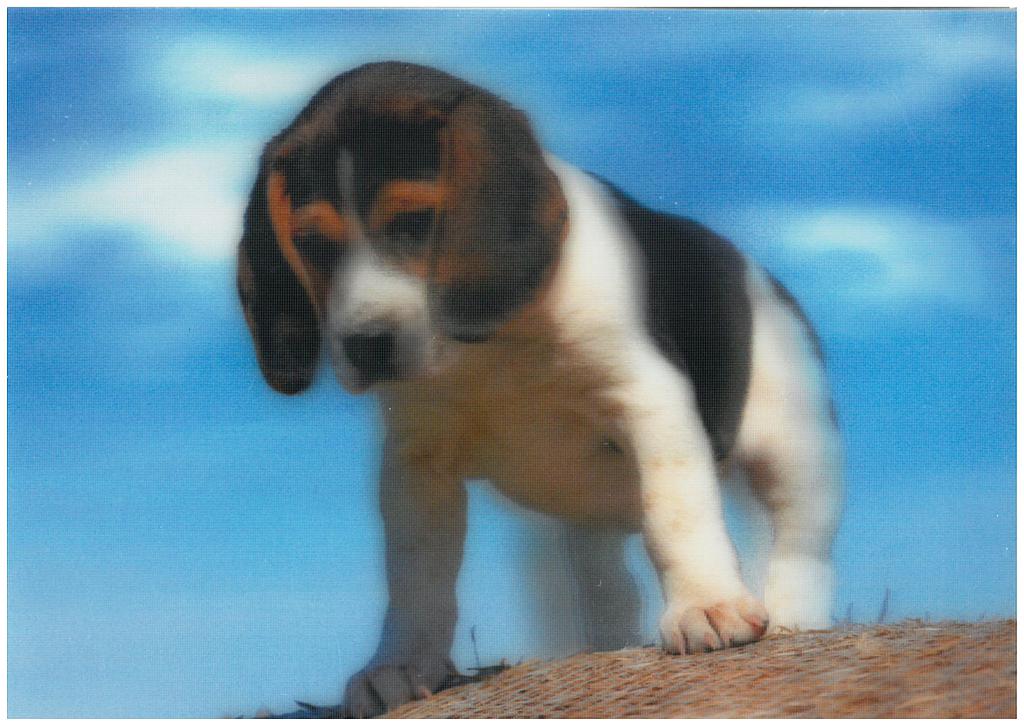 Postcards 3D Beagle