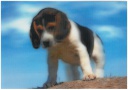 Postcards 3D Beagle