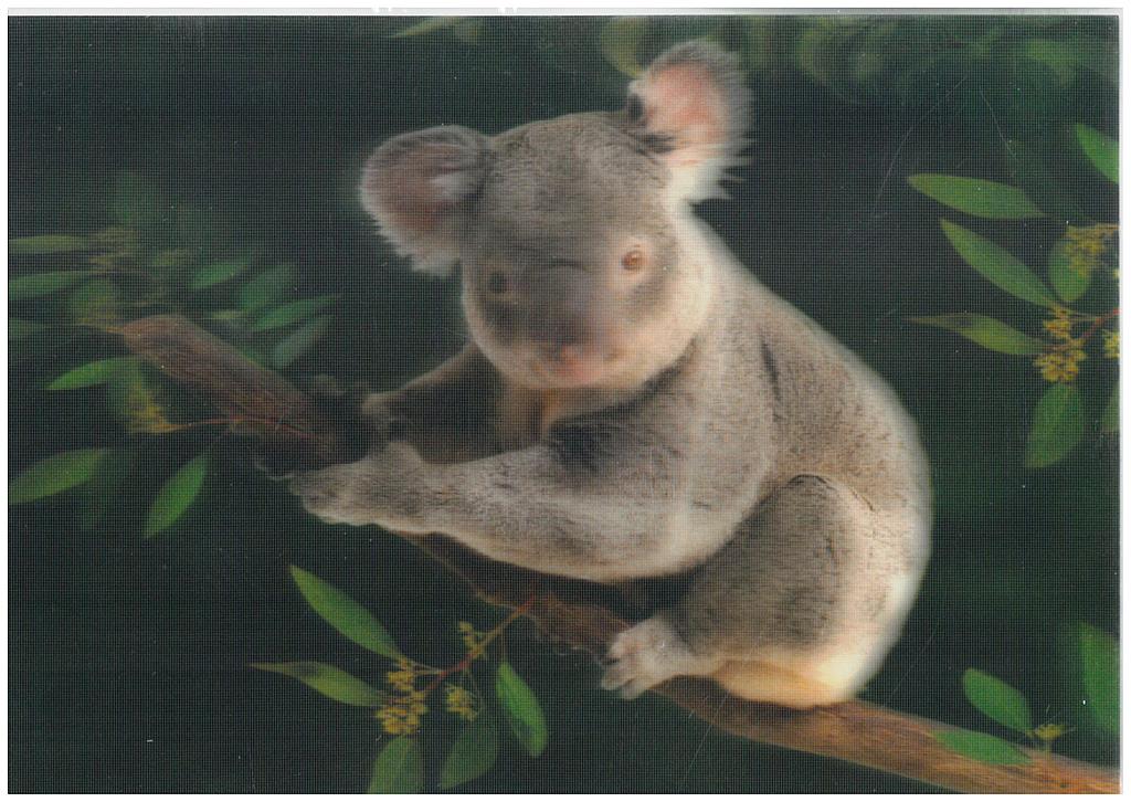 Postcards 3D Koala
