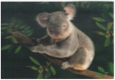 Postcards 3D Koala