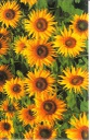 Mini Blanco Liquidation Tournesol