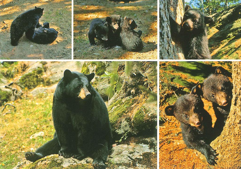 Postcards 28048 SOLDE (N145) Zoo des Marécottes