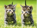 [MS C1037485] Aimant 3D chatons