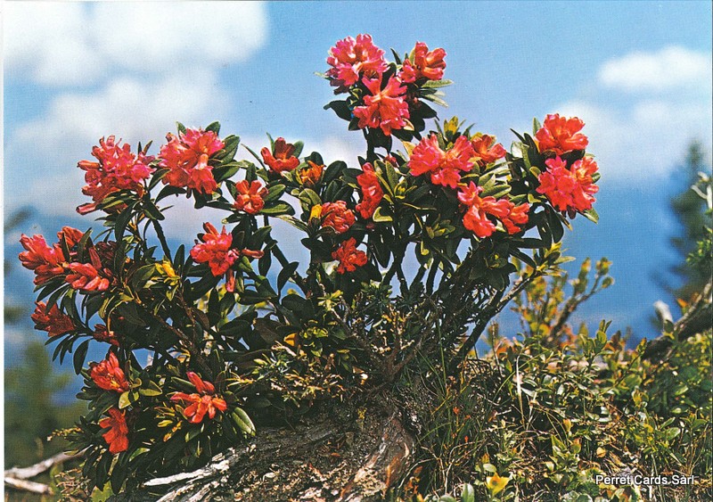 Postcards 00178 Alpenrosen