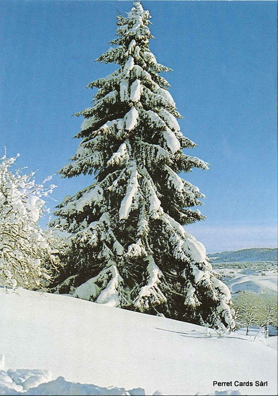 Postcards 00128 w Sapins enneigés