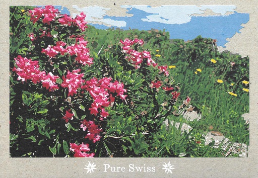 [6751130] Postcards 51130 Pure Swiss Alpenreosen