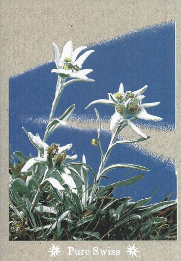 [6751136] Postcards 51136 Pure Swiss Edelweiss