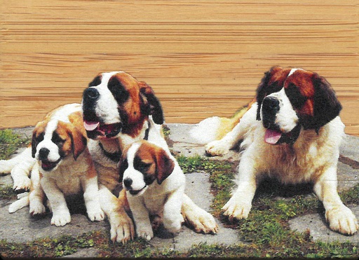 [MG BZ34110458] Aimant bambou St-Bernard