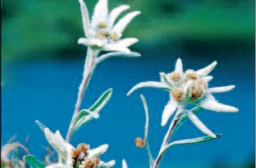 [MG 1002230] Magnet Edelweiss