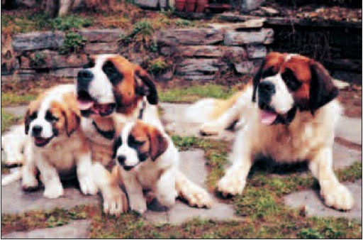 [MG 1002236] Aimant St-Bernard