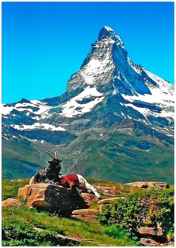 [1027559] Postcards 27559 Matterhorn, mit Ziegen