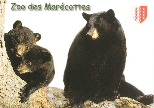 [6128046] Postcards 28046 Zoo des Marécottes