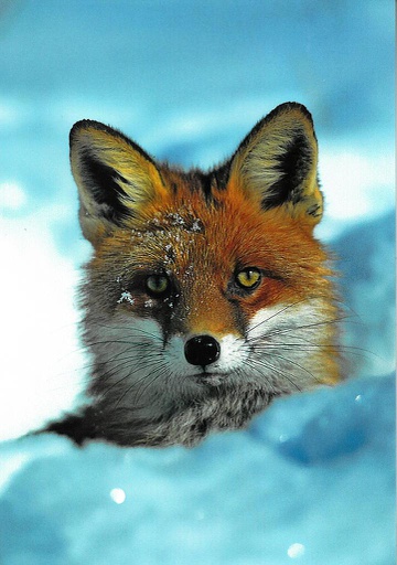 [6106060] Postcards 6060 Renard