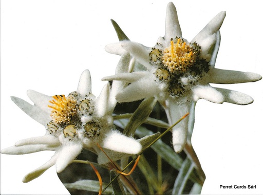 [8201011] Postcards A5 CUT 01011 Edelweiss