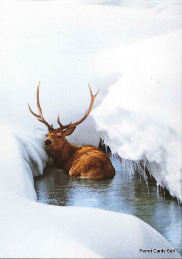 [6100058] Postcards 00058 w Cerf