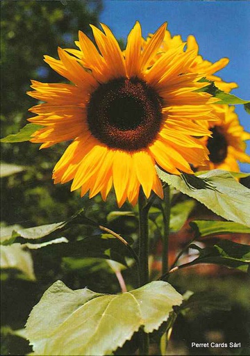 [8800127] Postcards 00127 Tournesol 