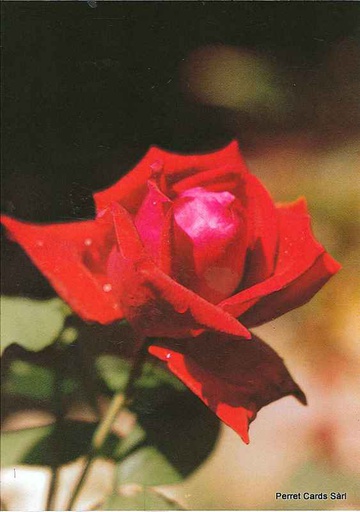 [8800156] Postcards 00156 Rose 