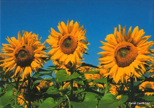 [8800157] Postcards 00157 Sonnenblumen