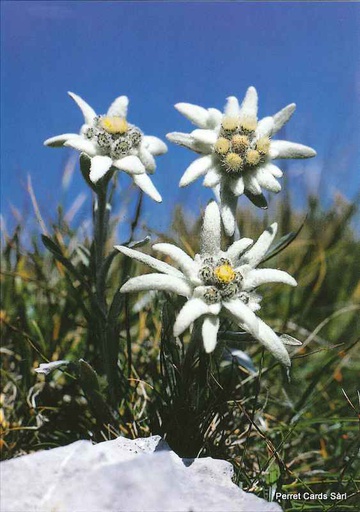 [8800160] Postcards 00160 Edelweiss