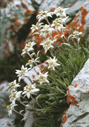 [8800161] Postcards 00161 Edelweiss 