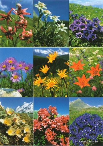 [8800162] Postcards 00162 Alpenblumen 