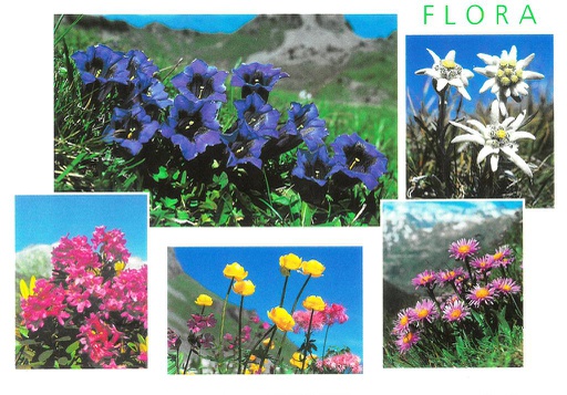 [8800163] Postcards 00163 Alpenblumen 