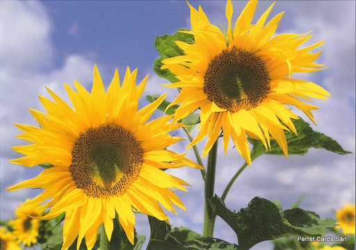 [00167] Postcards 00167 SOLDE(N145) Sonnenblumen