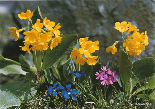 [8800176] Postcards 00176 Alpenblumen