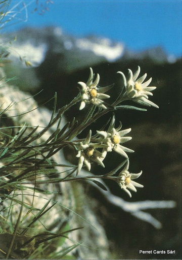 [8800179] Postcards 00179 Edelweiss 