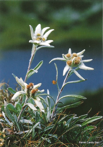 [8800183] Postcards 00183 Edelweiss 