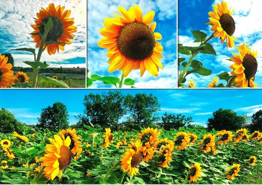 [8800190] Postcards 00190 Sonnenblumen 