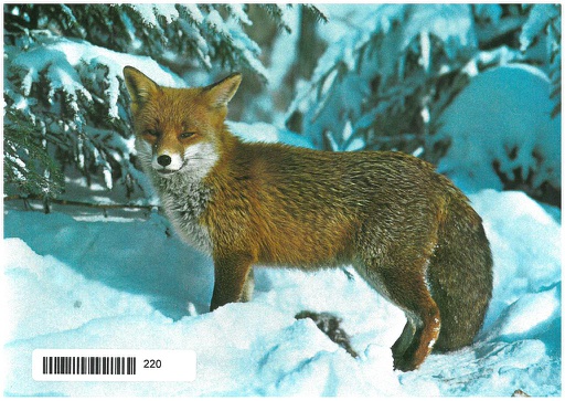 [8900220] Postcards 00220 w Fuchs