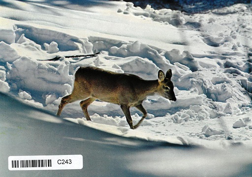 [7000243] Postcards 00243 Cerf