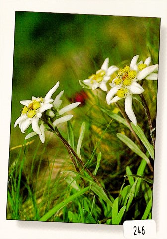 [6300246] Postcards 00246 Edelweiss