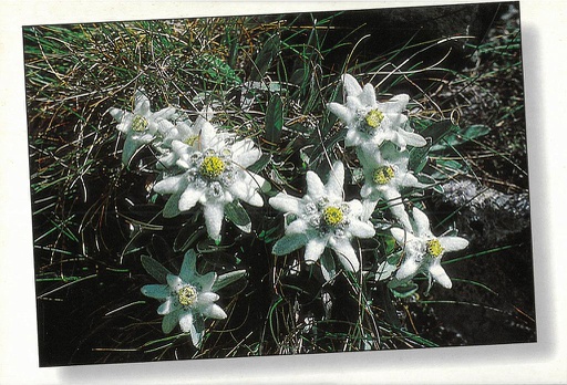 [6300247] Postcards 00247 Edelweiss