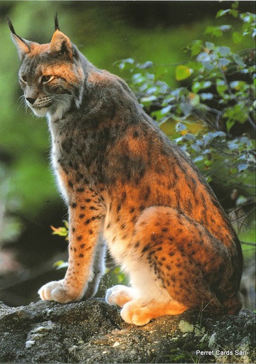 [8900285] Postcards 00285 Luchs