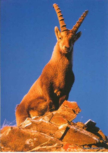 [8900292] Postcards 00292 Steinbock