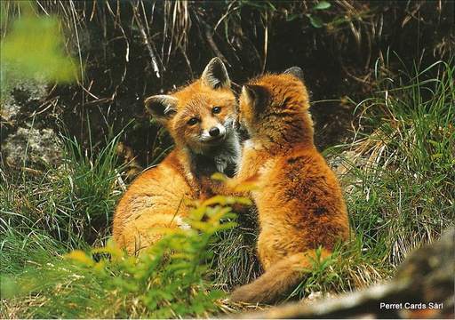 [8900299] Postcards 00299 Fuchs