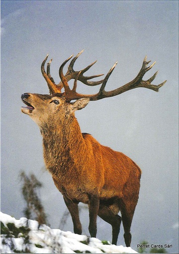 [8900305] Postcards 00305 w Cerf