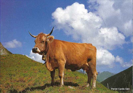 [8900329] Postcards 00329 vache