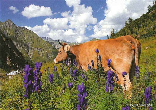 [8900330] Postcards 00330 vache