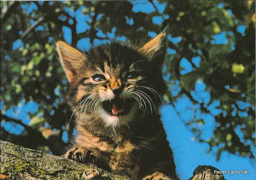 [8900337] Postcards 00337 (N145) Katze auf Baum