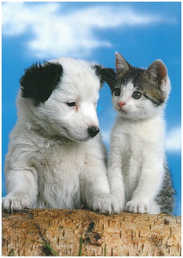 [8900348] Postcards 00348 Chat et chien 